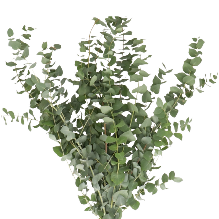 Eucalyptus Stuartiana  holl