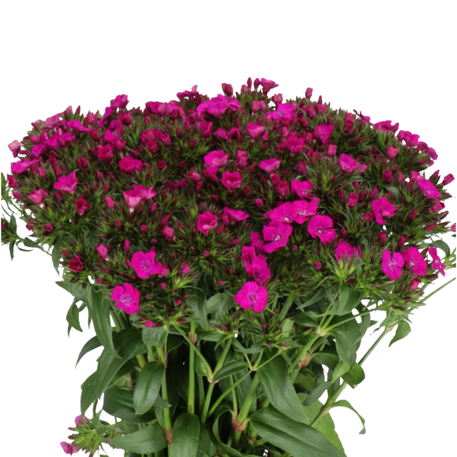 Dianthus Amazon Neon Purple ho