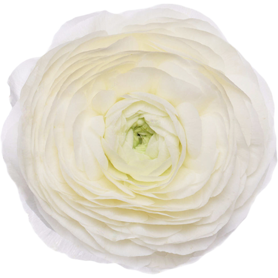 Ranunculus White rio sel