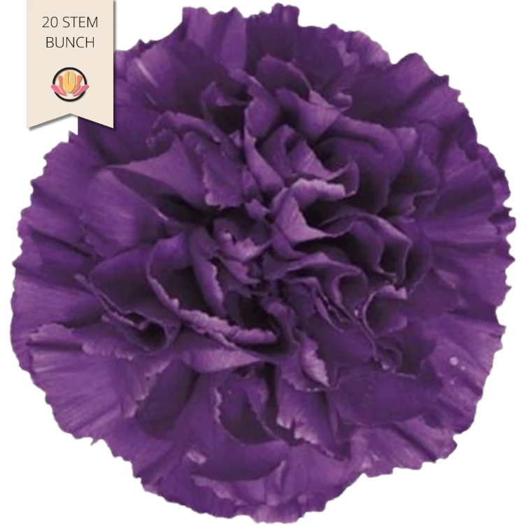Carn. Sel. Moonshade holex(20s