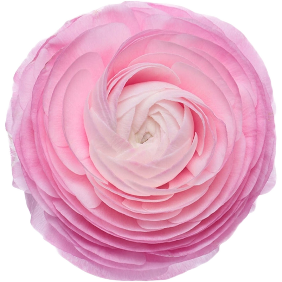Ranunculus Sel Pink Rio