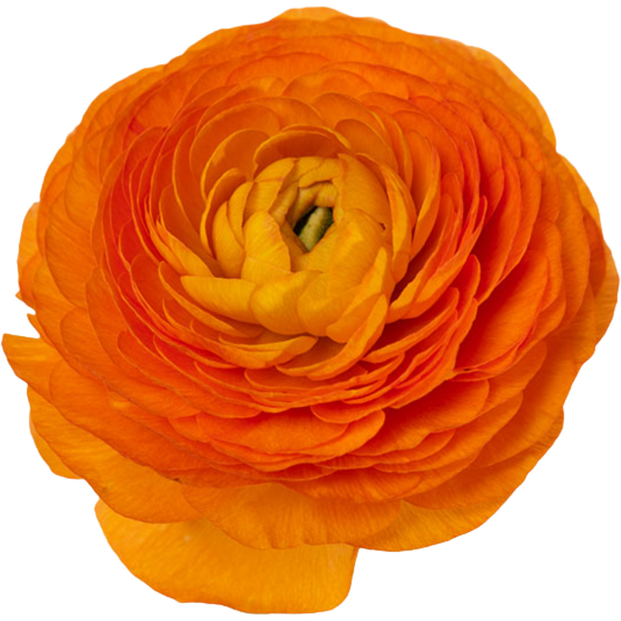 Ranunculus Orange rio sel