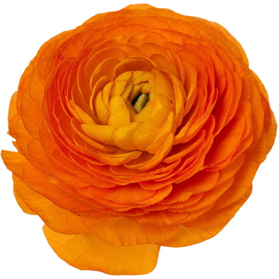 Ranunculus Orange rio sel