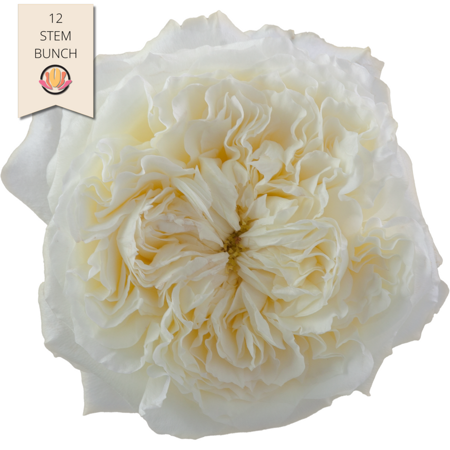 Rose Gdn Patience rprima(12st)