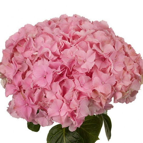 Hydrangea Elbatal Pink holl(ST) 