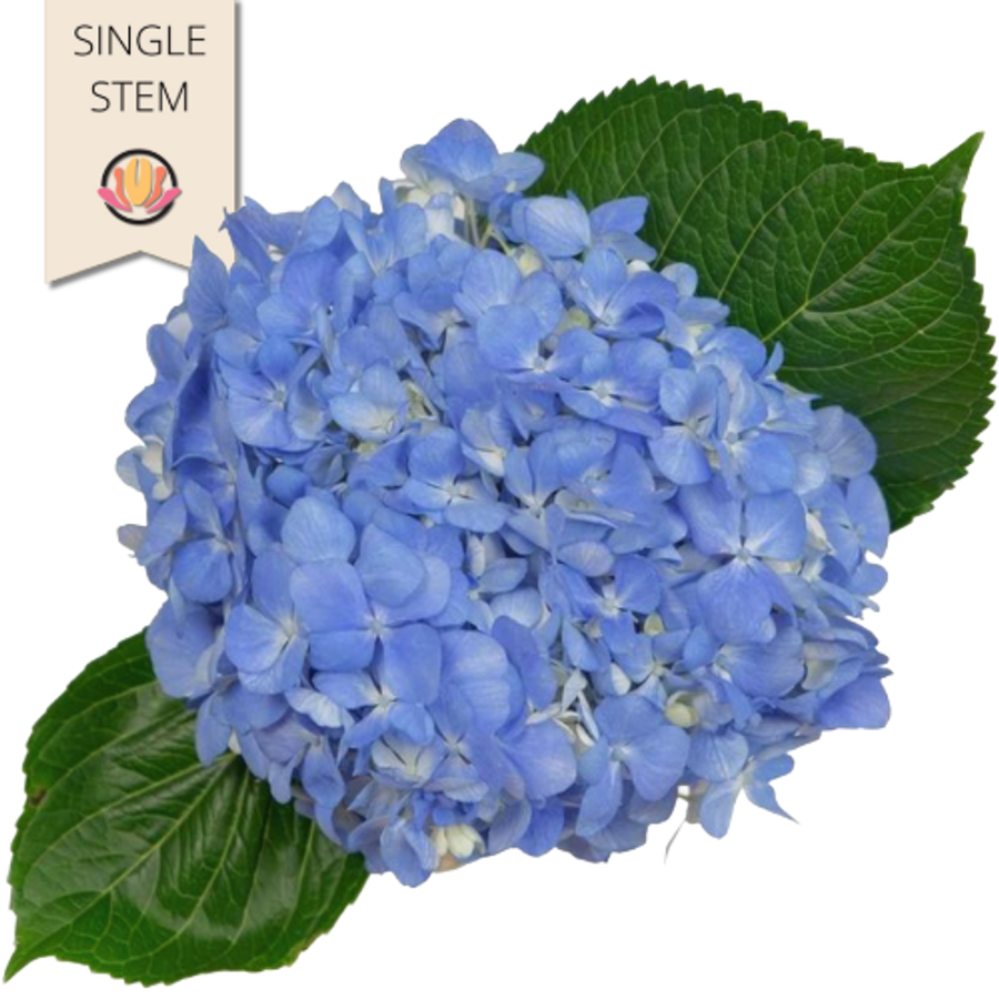 Hydrangea Shock Blue bella(st)