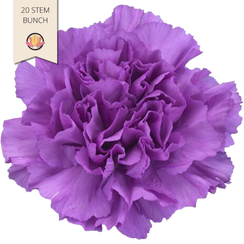 Carn. Sel. Moonlite holex(20st