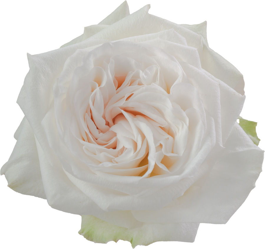 Rose Garden White O'Hara (25 stems) rprima