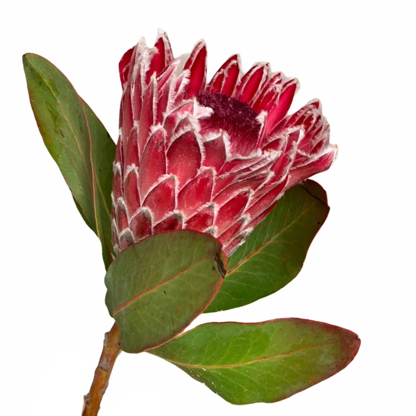 Protea Candida chile(STEM)