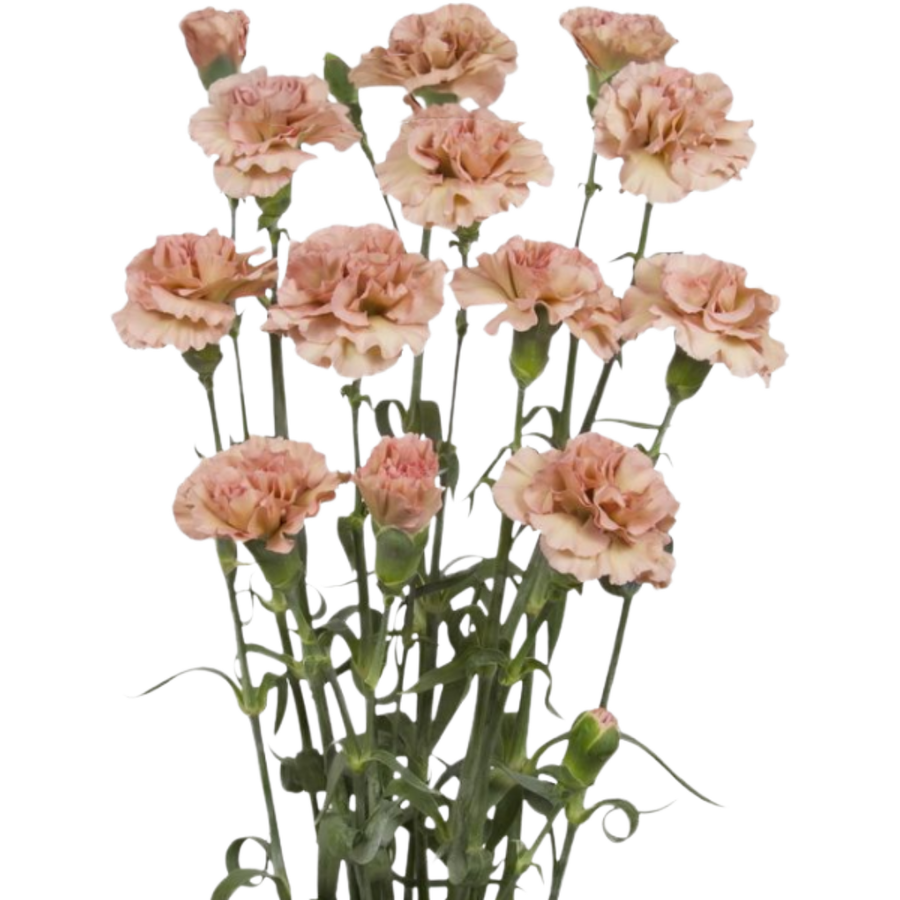 CarnMini Estacion sole