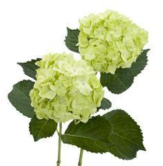 Hydrangea Mojito galleria(STEM