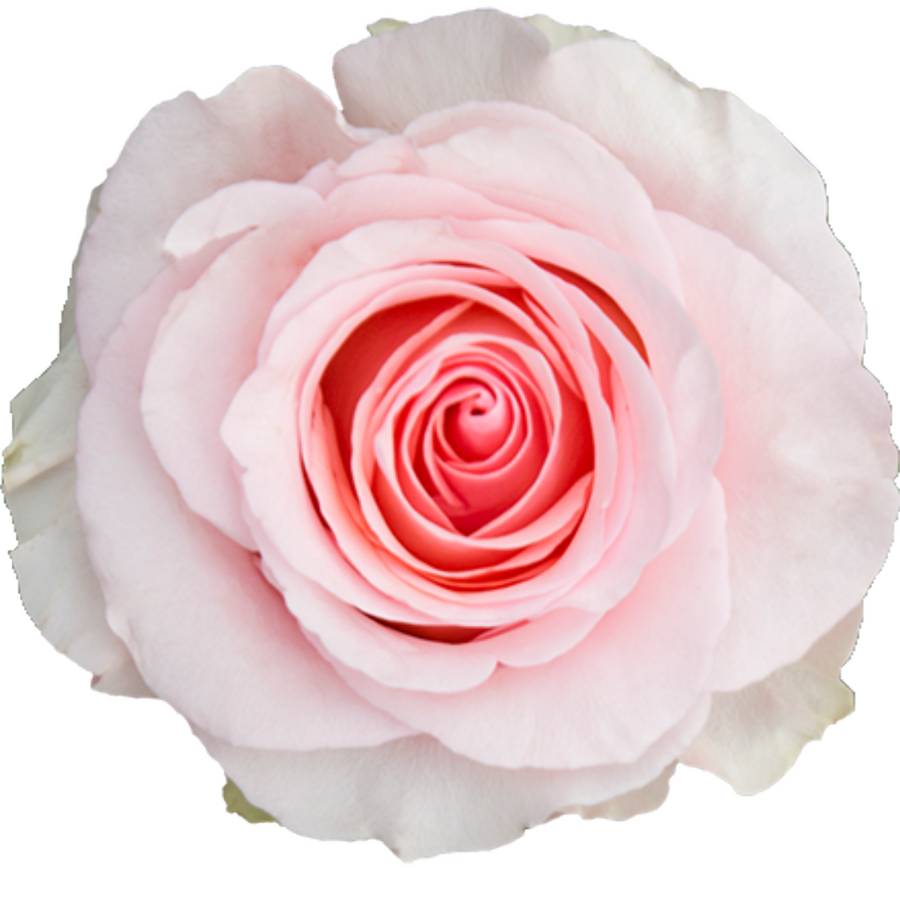 Rose Nena 50cm naranjo