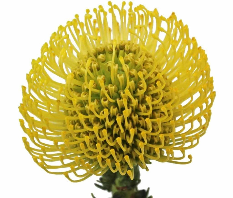 Pincushions HighGold bella(STE