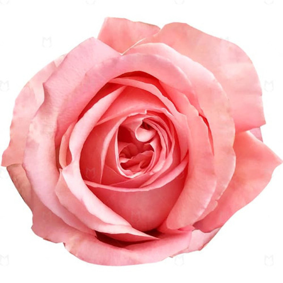 Rose Pink X-Pression 50cm naranjo