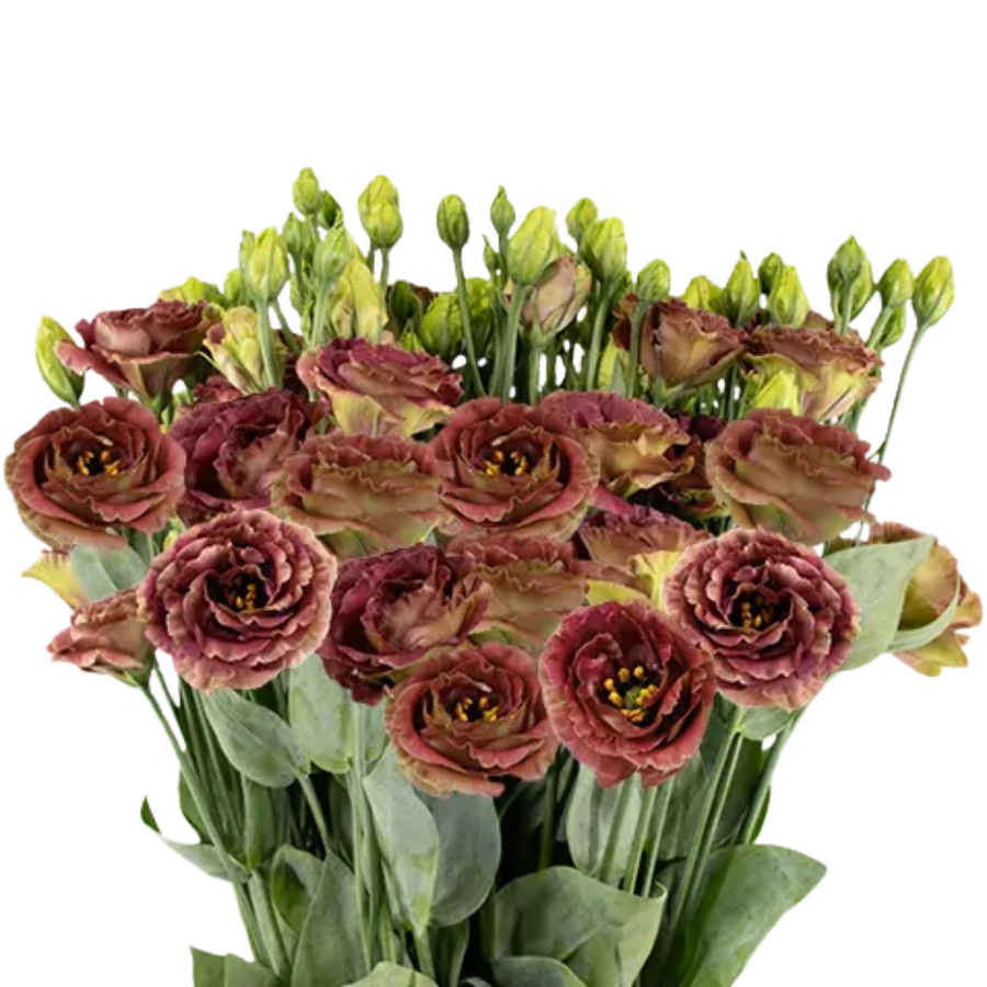 Lisianthus Brown RosaFlora