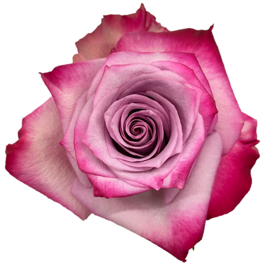 Rose DeepPurple 50cm naranjo