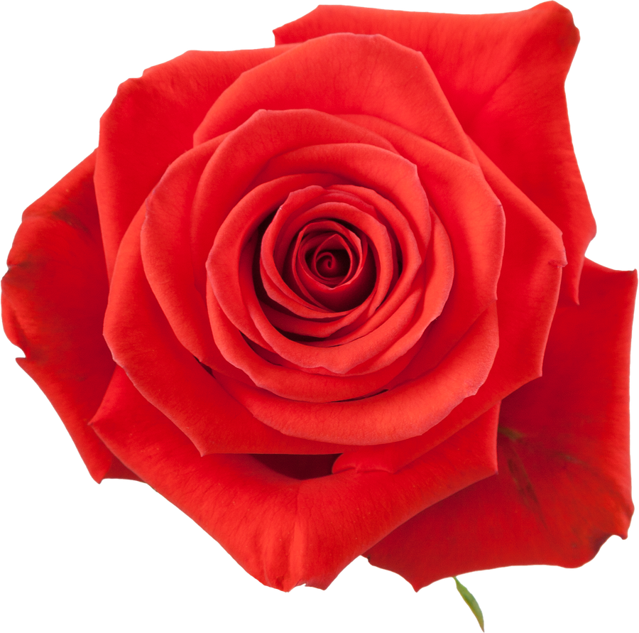 Rose Nina 50cm naranjo
