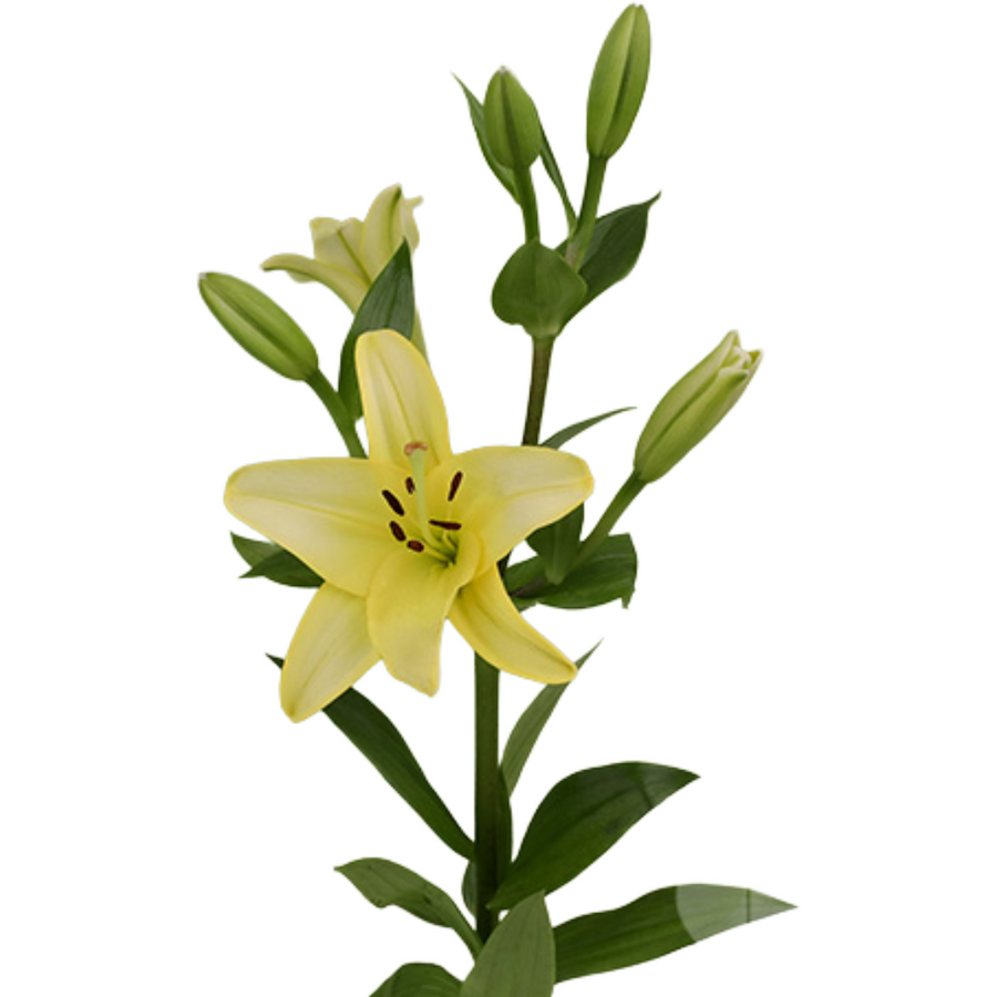 Lily LA Pavia, Continental