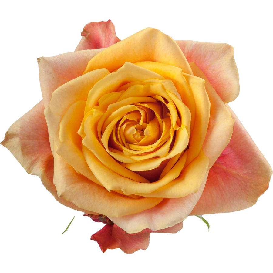 Rose CherryBrandy 60cm rprima(