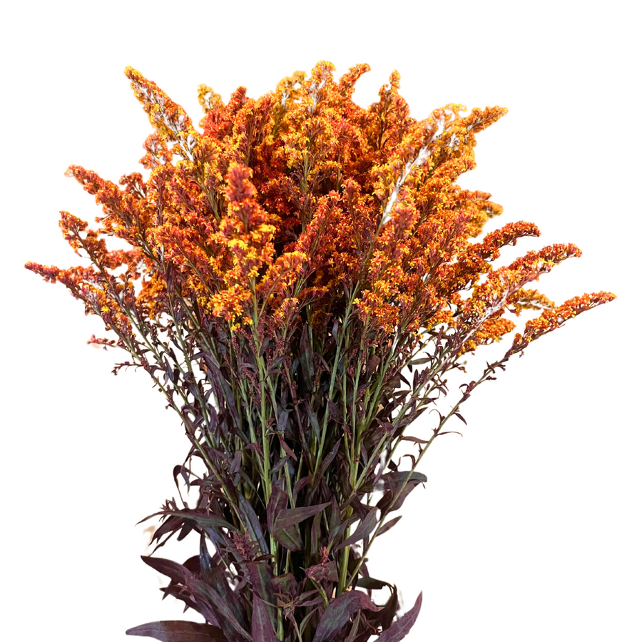 Solidago Candy Corn mellano