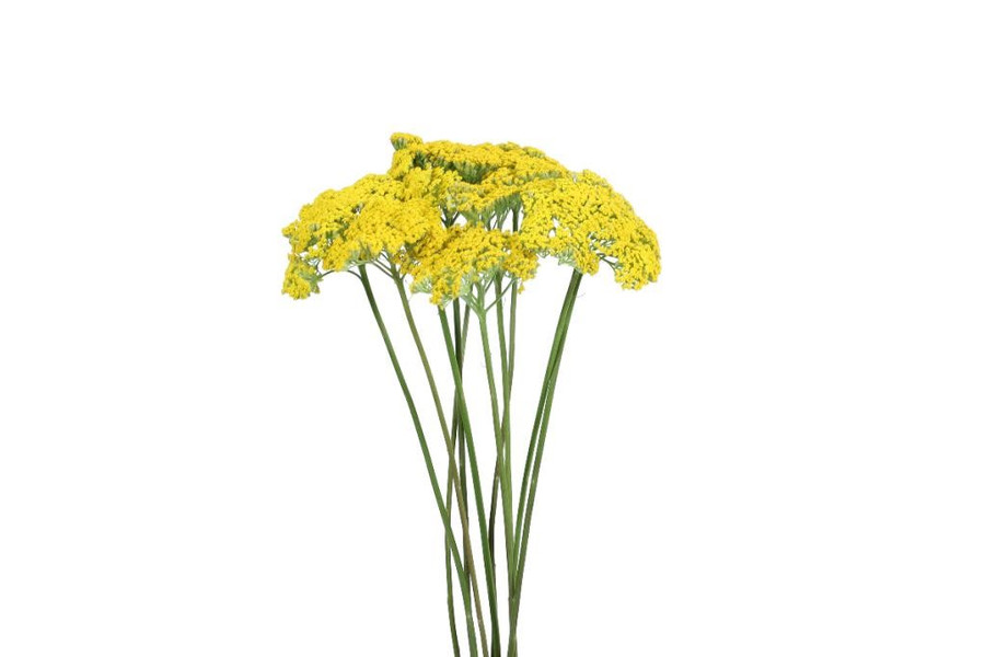 Yarrow Yellow f.c.