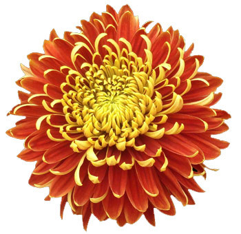 Mum Cremon Bronze Solemio sole