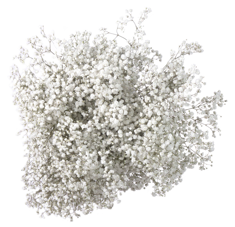 Baby's Breath Cosmic much