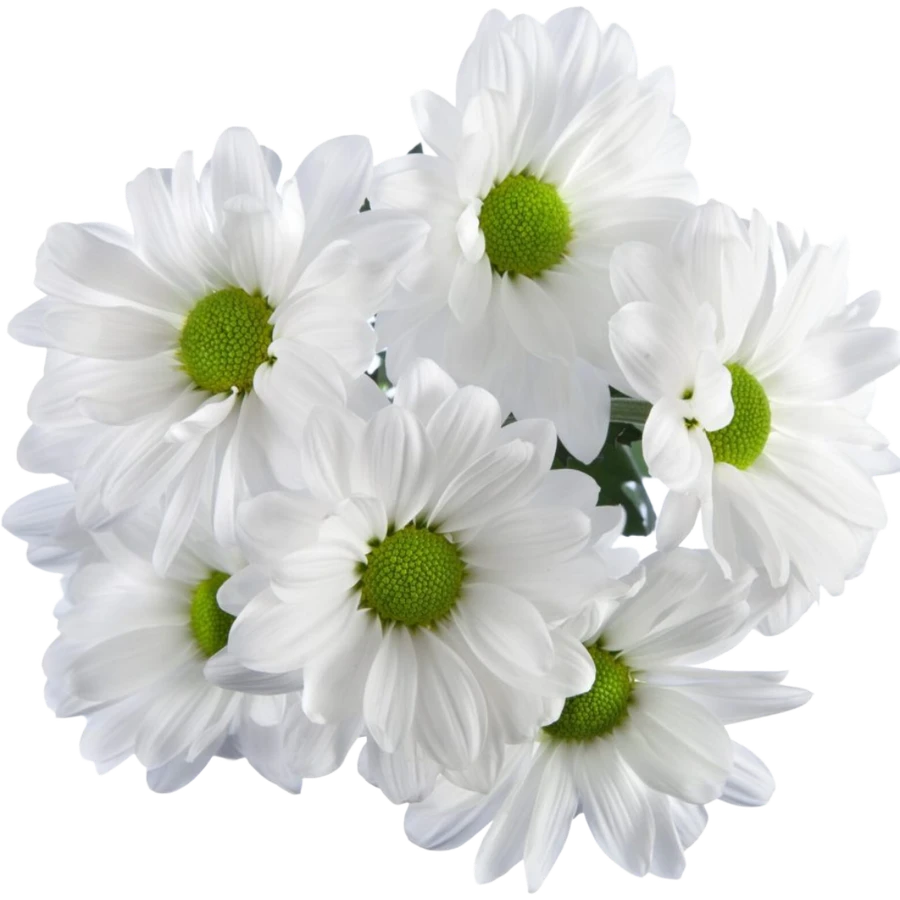 Pom Daisy Alma White BM