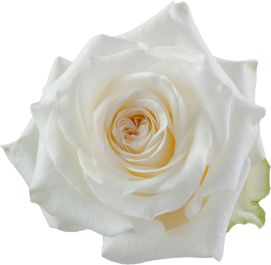 Rose CandleLight 50cm TESSA
