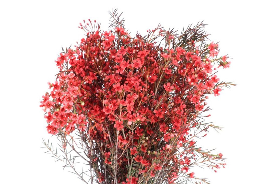 Waxflower Red sole