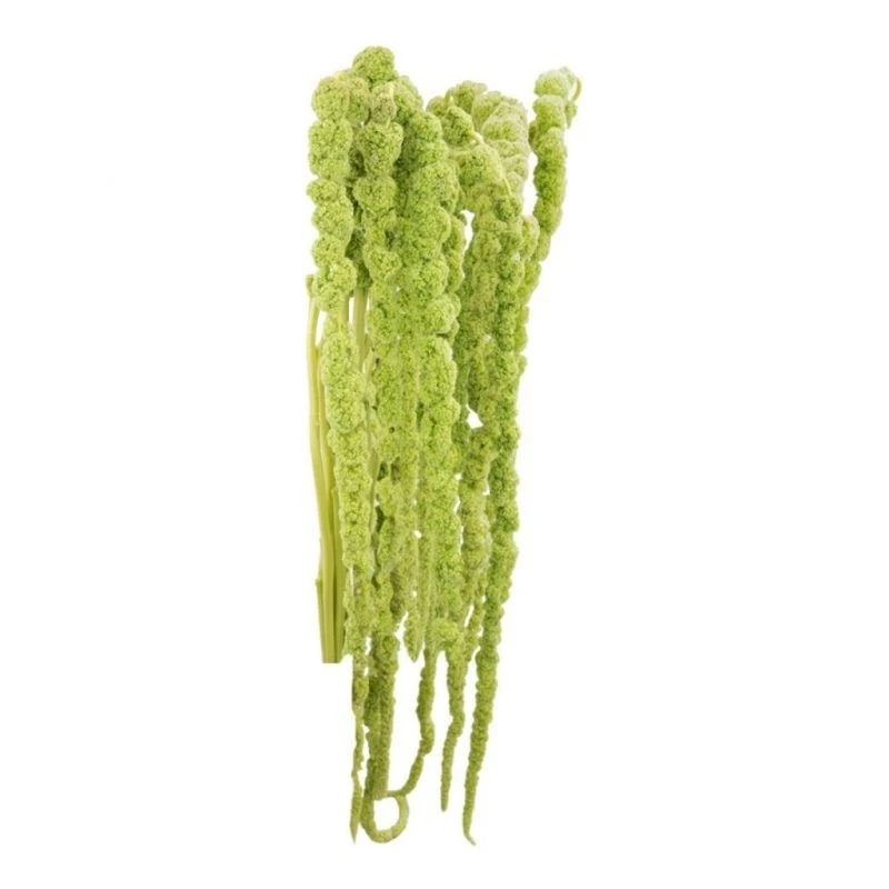 Amaranthus Green Hanging 80cm