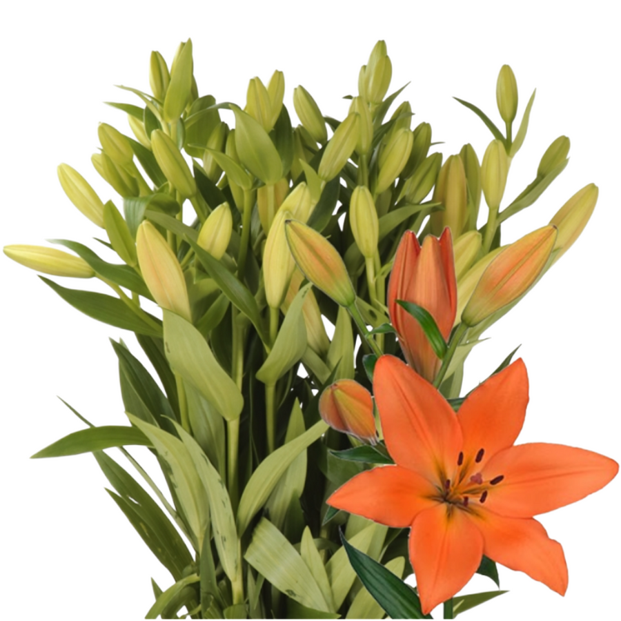 Lily La Sunderland holl (org)