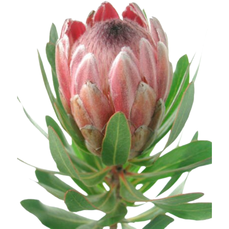 Protea Pink Ice mellano(STEM)