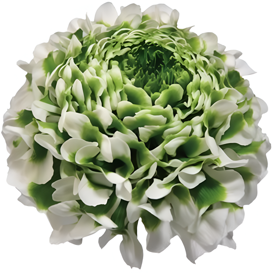 Ranunculus Pon Pon Igloo holl