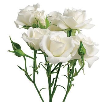 RoseSpray White Maj toscana