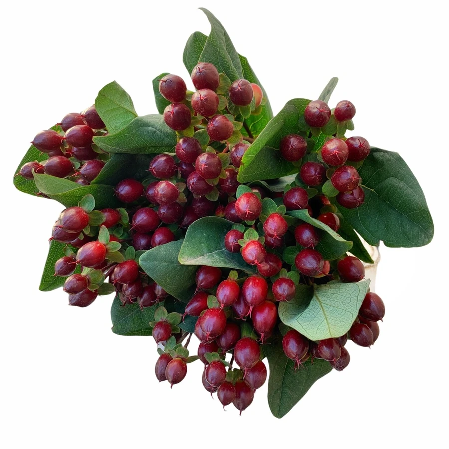 Hypericum Rocky Romance 60cm s