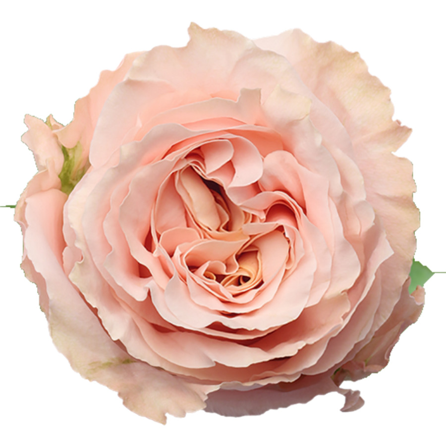 Rose Shimmer 60cm naranjo