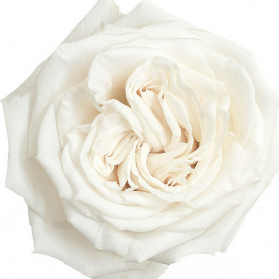 Rose PlayaBlanca 70cm naranjo