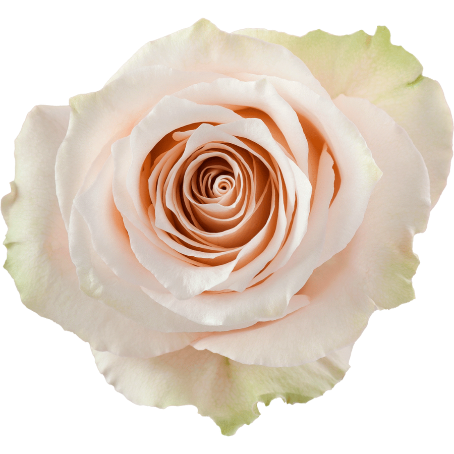 Rose Lady Eva 50cm rprima