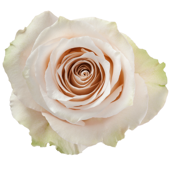 Rose Lady Eva 70cm rprima