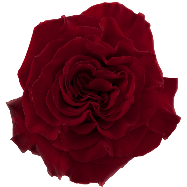 Rose Heart 50cm tessa