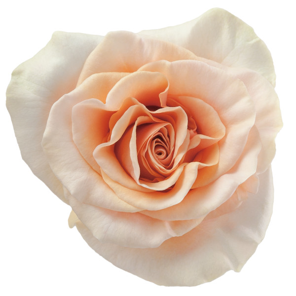 Rose Pearl Finesse 60cm toscan