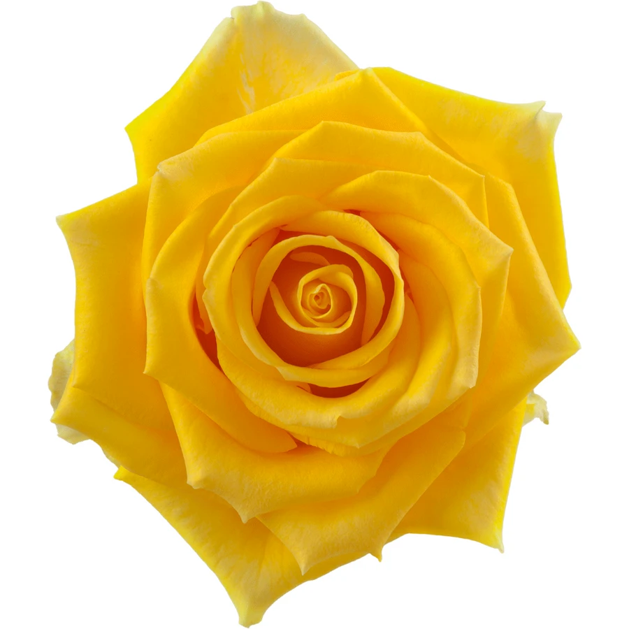 Rose Light House 70cm rpirma