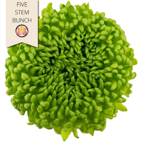 Mum Disbud Bombellini sole(5st