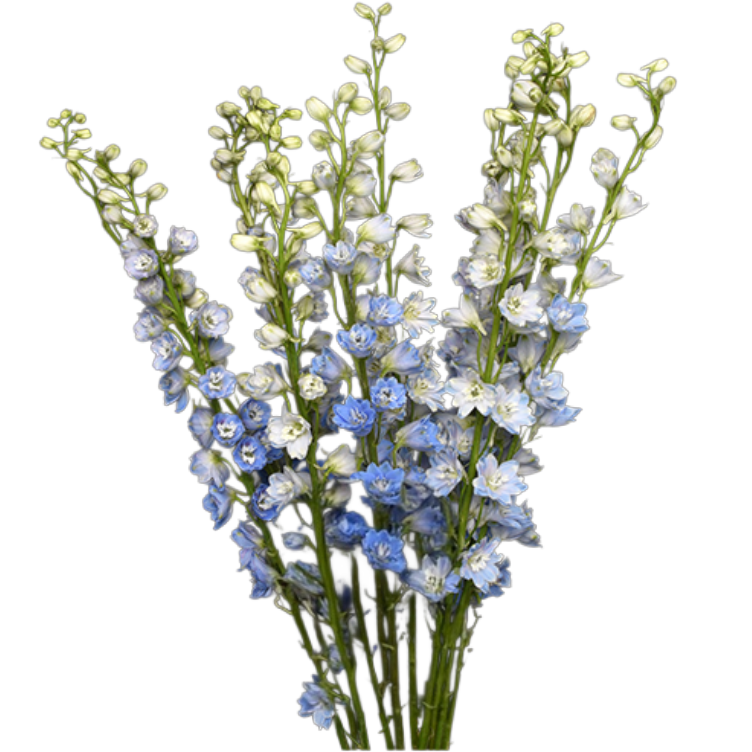 Delph Triton Blue 70cm fc