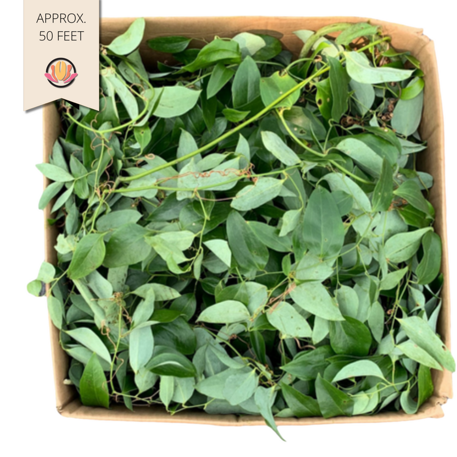 Smilax small bulk