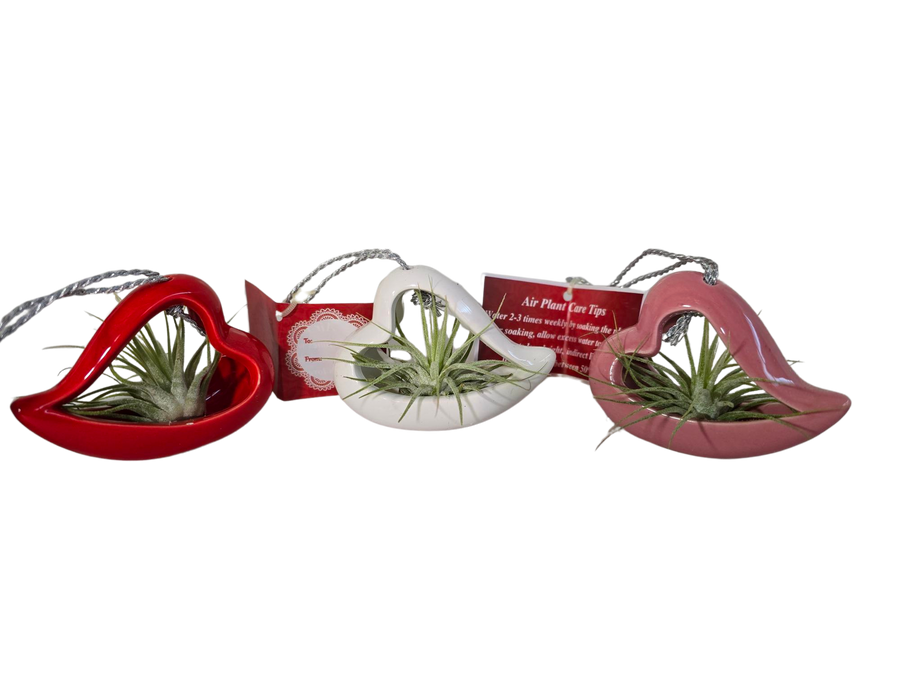 3" CERAMIC HEART W/AIR PLANT