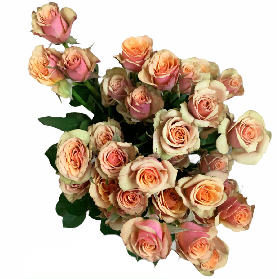RoseSpray Antiqua holl