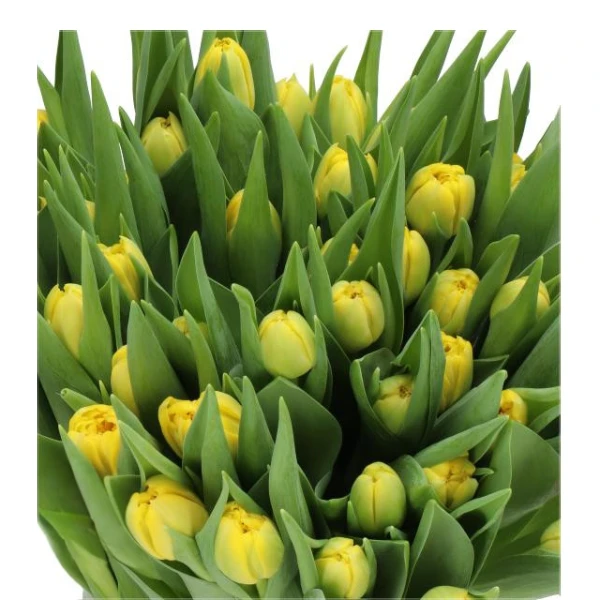Tulip Double Yellow holl