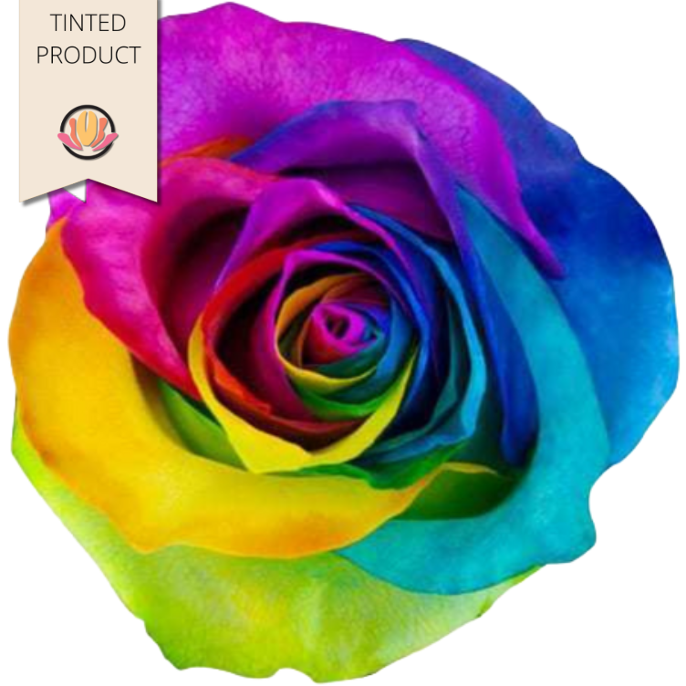 Rose Rainbow 50cm Florecal